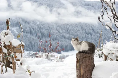 Котенок зимой» — создано в Шедевруме
