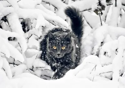 Котята на даче - скоро зима... | Пикабу