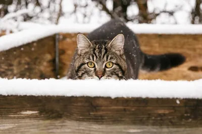 Фотогалерея - Что делают кошки зимой - Забавные фото кошек и котят
