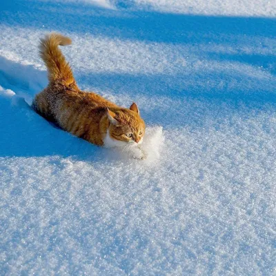 Котят от домашней, брошенной на дачах на зиму кошки, ищут свой дом.  Санкт-Петербург и Ленинградская область | Animalrescueed | Дзен