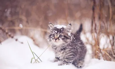 Котик в снегу (56 фото) - 56 фото