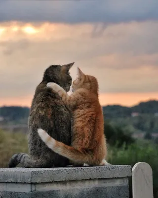 Кошки любовь (58 фото) | Красивые кошки, Красивый кот, Кошки и котята