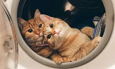 Два кота лучше. 11 фото, которые поднимут настроение | Правмир