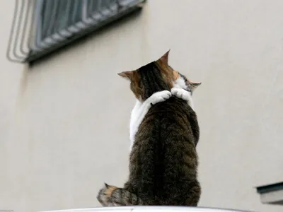 2 кота обнимаются｜Búsqueda de TikTok