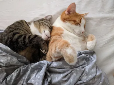 Два котика в обнимку рисунок - 57 фото