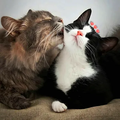Заготовка под значок Коты обнимаются zag-zn-cat-hugs купить в  интернет-магазине krapivasu