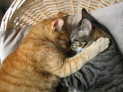 Котики тоже хотят обнимашки | Пикабу