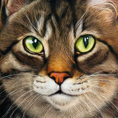 Картинки котиков для срисовки 8 лет (37 шт)