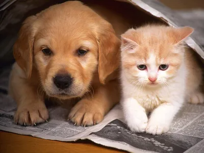 Фотографии собак, которые проводят время с милыми котиками | Собачий  вестник | Дзен