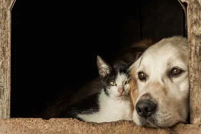 Глисты у кошек и собак – мифы и факты: причины, симптомы, лечение