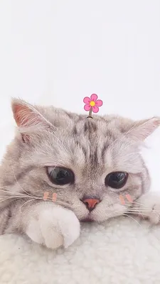 картинки на аву красивые с кошками｜TikTok Search
