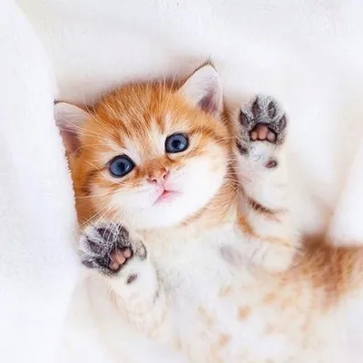 Картинки Котиков Няшек фотографии