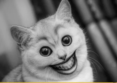 котенька :: пончокот :: кот :: рожа :: няшка :: котэ (прикольные картинки с  кошками) / смешные картинки и другие приколы: комиксы, гиф анимация, видео,  лучший интеллектуальный юмор.