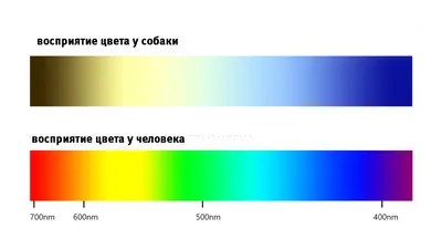 Почему одни видят платье черно-синим, другие бело-золотым. Научное  объяснение - Shazoo