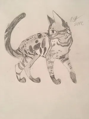Мои рисунки и срисовки | •° Коты-Воители •° Amino