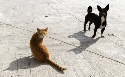 Друзья кота и собаки совместно внутри помещения Приятельство между  любимцами Стоковое Фото - изображение насчитывающей кот, великобританское:  143127234