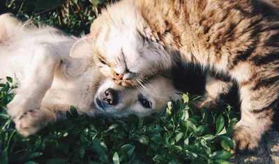 Почему кошки и коты боятся собак – 3 причины