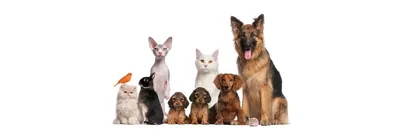 Кошки как собаки: топ-10 пород с «собачьим» характером - Питомцы Mail.ru