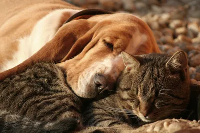 портрет собаки и кошки стоковое фото. изображение насчитывающей смотреть -  147270308