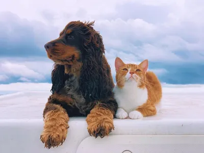В кот и собака вместе на белом фоне Стоковое Фото - изображение  насчитывающей котенок, прелестное: 184094518
