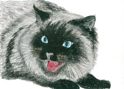 Кот с рыбой в зубах рисунок чб вектор on Craiyon
