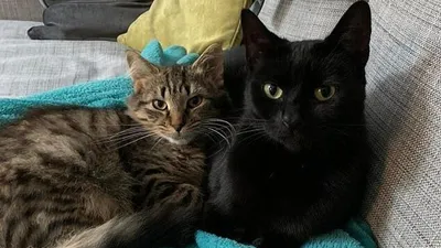 Кошкин дом: гаджеты для котов и хозяев