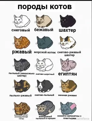 Бывают ли коты трехцветными?