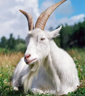 Хитрые и сообразительные\". 7 малоизвестных фактов о козах, которые поменяют  ваше отношение к этим животных. | Landfermer | Дзен