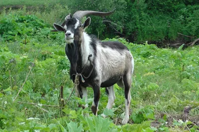 Продам козлов Альпийской породы от высокоудойных коз: 4 000 грн. - Сельхоз  животные Петриковка на Olx