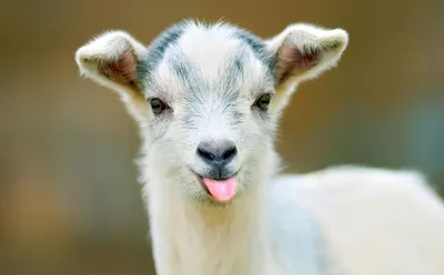 Домашняя коза— домашнее животное, вид парнокопытных из рода горные козлы  семейства полорогих. Stock-Foto | Adobe Stock