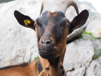 Кашмирские пуховые козы: Почему легендарный кашемир такой дорогой? А ведь  эти козы дают ещё более элитную ткань | Книга животных | Дзен