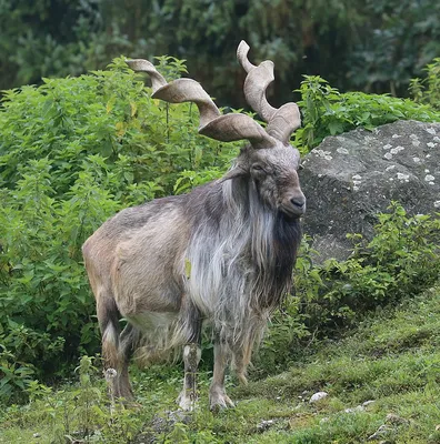 В горах обитают редкие козлы | Пикабу