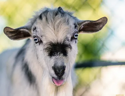 Валлийские козы и лойские овцы: на «Городской ферме» ВДНХ появились новые  жители | ВДНХ