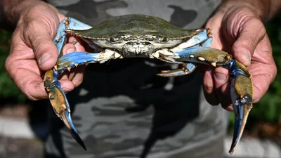Краб синий целый (4-6 шт.), 1 кг купить в Москве| Интернет-магазин Mr. Crab