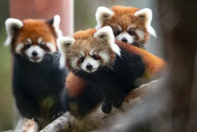 Красная панда – новая звезда Московского зоопарка - Русский блоггер