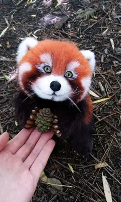 Жених из польского зоопарка - у московской красной панды появился друг -  26.11.2015, Sputnik Беларусь