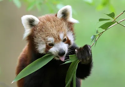 Красная панда: краснокнижное животное и ареал его обитания