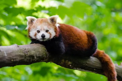 Сколько стоит красная панда, какая цена на живую панду в России. | Fluffy  animals, Cute animals with funny captions, Red panda