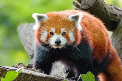 В Московском зоопарке появился самец красной панды | РИА Новости Медиабанк