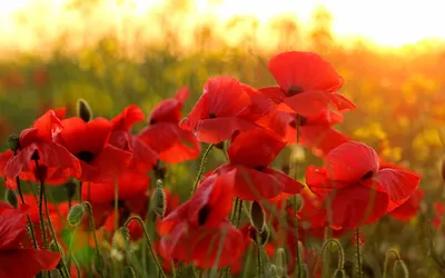 Фотография Красный мак Цветы вблизи красных красные красная Маки цветок  Крупным планом | Маки цветы, Маки, Цветы