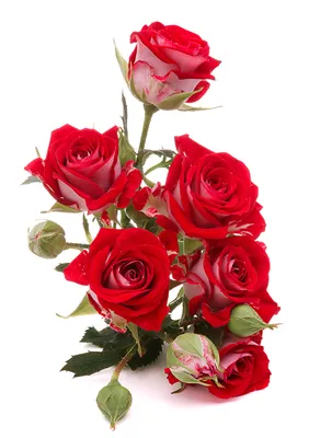 Фото Розы красная Цветы Бутон Белый фон
