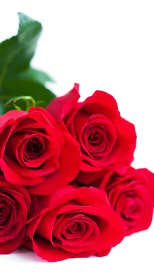Обои | Цветы | Розы | ピンクのバラ, Iphone 5壁紙, バラの壁紙