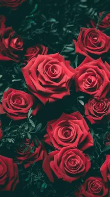 Обои для рабочего стола Розы красных Цветы вблизи белом 1080x1920