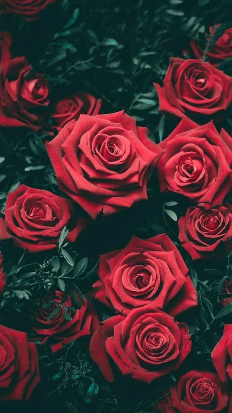 Темно алые розы а на душе. Красные розы. Розы темные Алые. Розы на заставку. Фон для телефона розы.