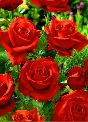 Красные розы, артикул F1169817 - 4200 рублей, доставка по городу. Flawery -  доставка цветов в Сочи