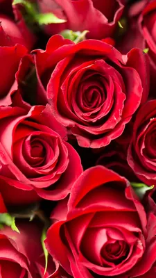 Красные розы - Картинка на телефон / Обои на рабочий стол №1251261