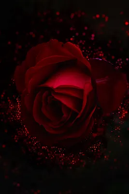 Розы заставка на телефон - 64 фото