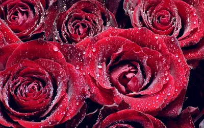 Красивые розы на заставку телефона - 73 фото