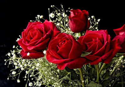 Красные розы: истории из жизни, советы, новости, юмор и картинки — Все  посты | Пикабу