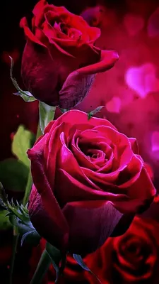 Casetive - И стильно, и женственно🤟 Красные розы на чёрном... | Facebook